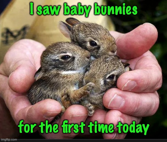I saw baby bunnies; for the first time today | made w/ Imgflip meme maker