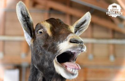goat yelling gif