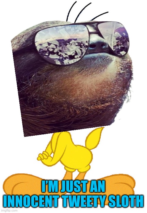 I’M JUST AN INNOCENT TWEETY SLOTH | made w/ Imgflip meme maker