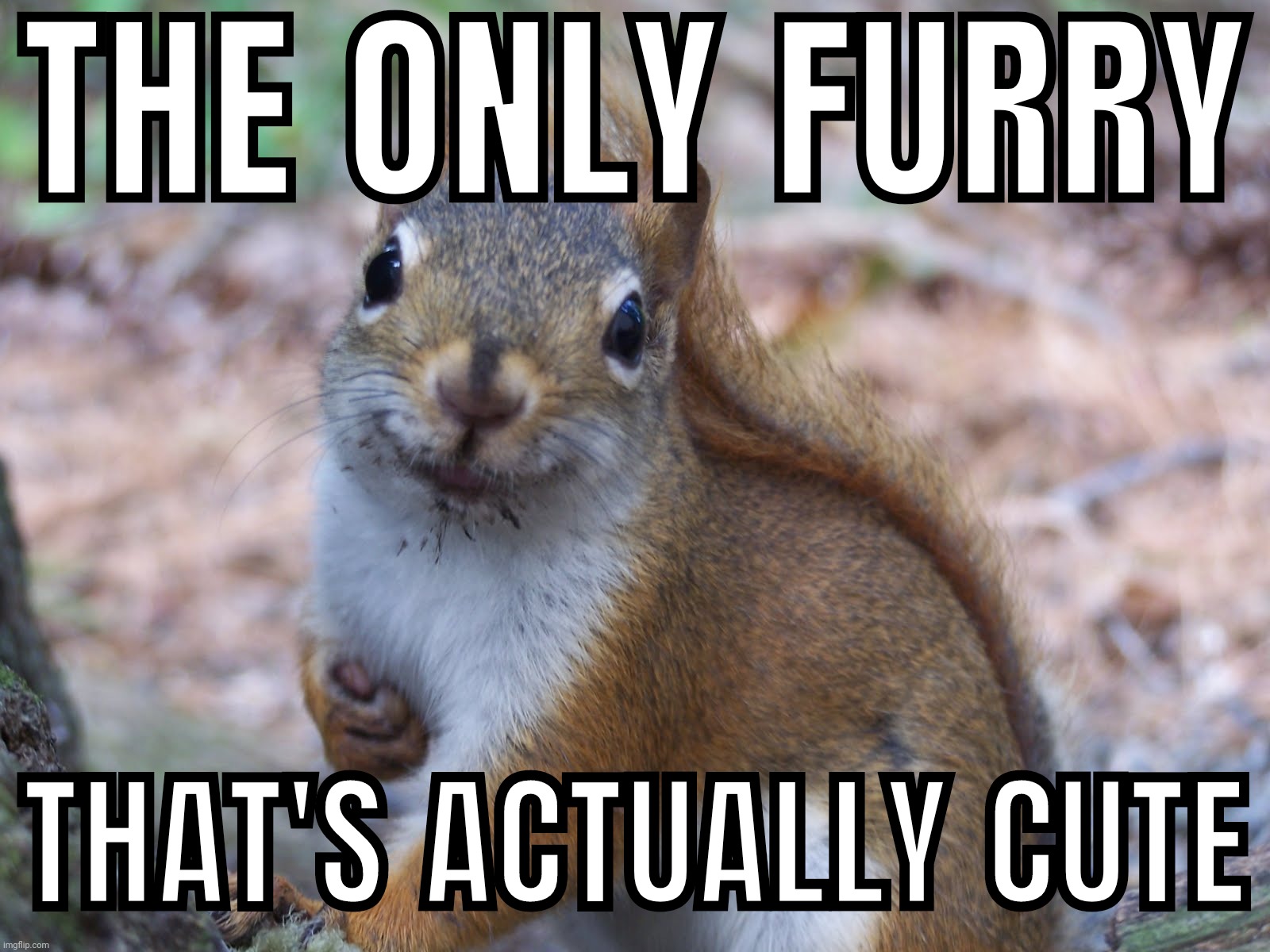 Sorry not sorry squirrel | THE ONLY FURRY; THAT'S ACTUALLY CUTE | image tagged in sorry not sorry squirrel | made w/ Imgflip meme maker