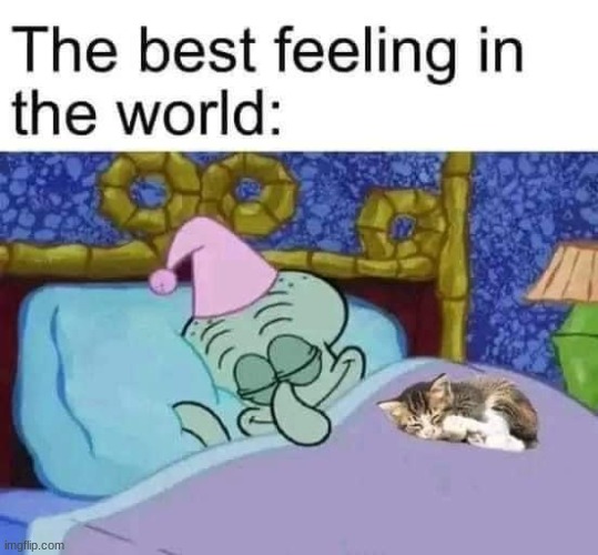 The best feeling | image tagged in change my mind,memes,wholesome,animals,cute,cats | made w/ Imgflip meme maker