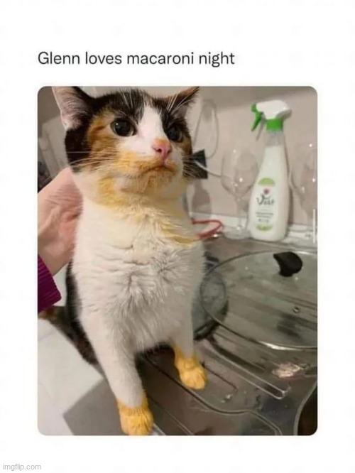 Macaroni night | image tagged in funny,cats,animals,cat | made w/ Imgflip meme maker
