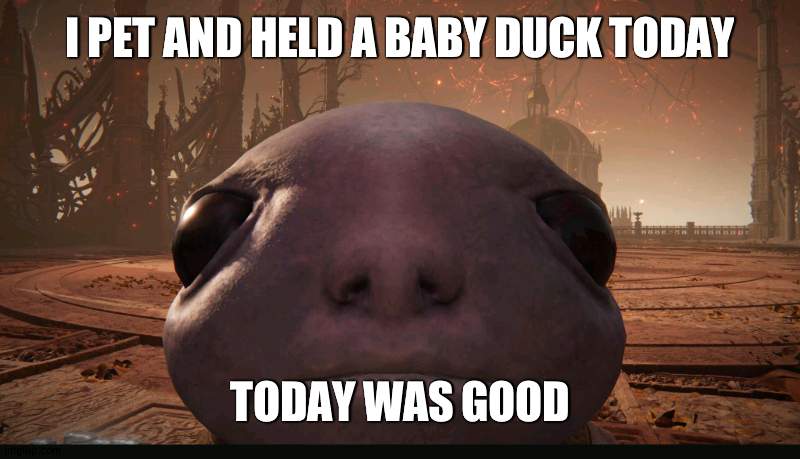 I even fed him | I PET AND HELD A BABY DUCK TODAY; TODAY WAS GOOD | image tagged in staring albinauric | made w/ Imgflip meme maker