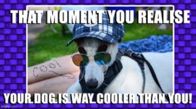 dogs | image tagged in dog | made w/ Imgflip meme maker