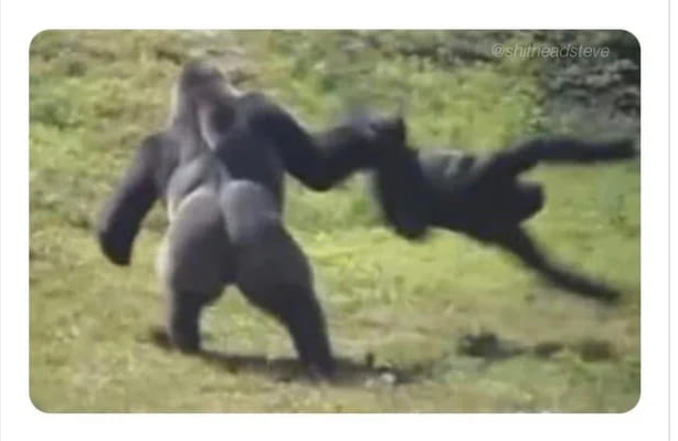 GORILLA FIGHT Blank Meme Template