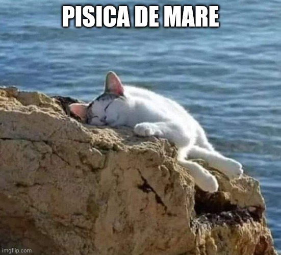 Pisica de mare | PISICA DE MARE | image tagged in cat | made w/ Imgflip meme maker