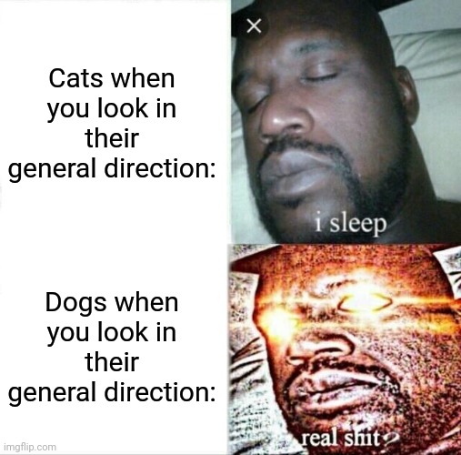 Dogs love attention | Cats when you look in their general direction:; Dogs when you look in their general direction: | image tagged in memes,sleeping shaq,dog,cat | made w/ Imgflip meme maker