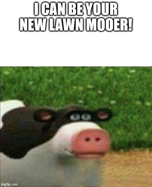 Perhaps cow | I CAN BE YOUR NEW LAWN MOOER! | image tagged in perhaps cow | made w/ Imgflip meme maker