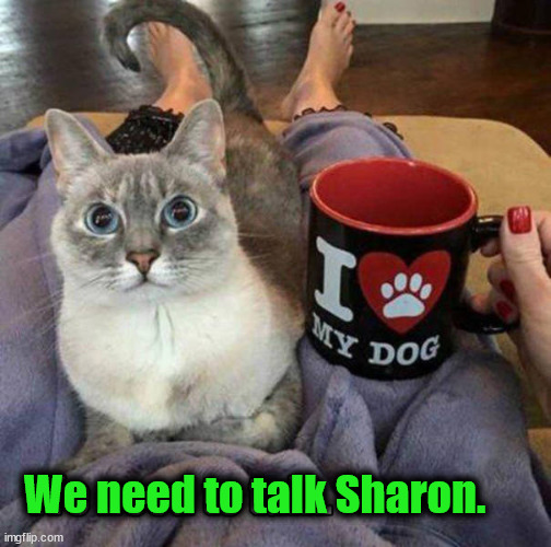 We need to talk Sharon. | image tagged in cats | made w/ Imgflip meme maker