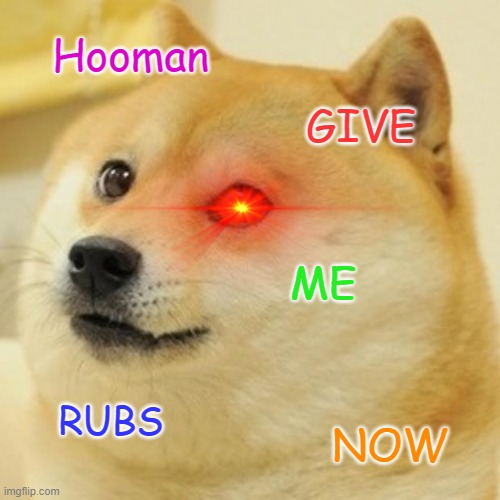 Doge Meme | Hooman; GIVE; ME; RUBS; NOW | image tagged in memes,doge | made w/ Imgflip meme maker