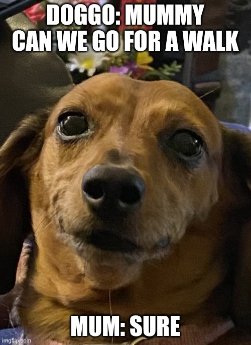 Happy Time For Lil Elsie The Doggo | DOGGO: MUMMY CAN WE GO FOR A WALK; MUM: SURE | image tagged in elsie,puppy | made w/ Imgflip meme maker