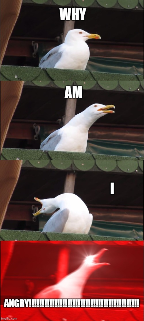 Inhaling Seagull | WHY; AM; I; ANGRY!!!!!!!!!!!!!!!!!!!!!!!!!!!!!!!!!!!!!!!!!!! | image tagged in memes,inhaling seagull | made w/ Imgflip meme maker