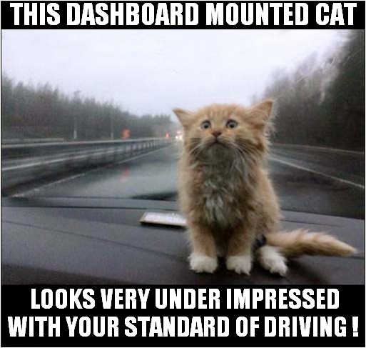 Dash Cat Is Watching You ! | THIS DASHBOARD MOUNTED CAT; LOOKS VERY UNDER IMPRESSED WITH YOUR STANDARD OF DRIVING ! | image tagged in cats,dash,dash cam,disappointed,driving | made w/ Imgflip meme maker