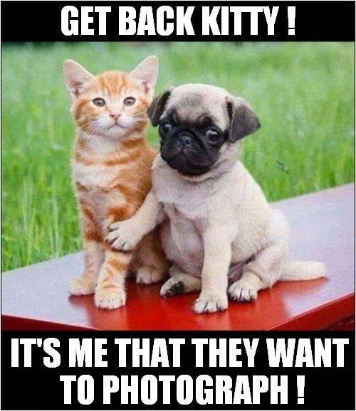Pug Life ! | GET BACK KITTY ! IT'S ME THAT THEY WANT
 TO PHOTOGRAPH ! | image tagged in dogs,cats,photoshoot | made w/ Imgflip meme maker