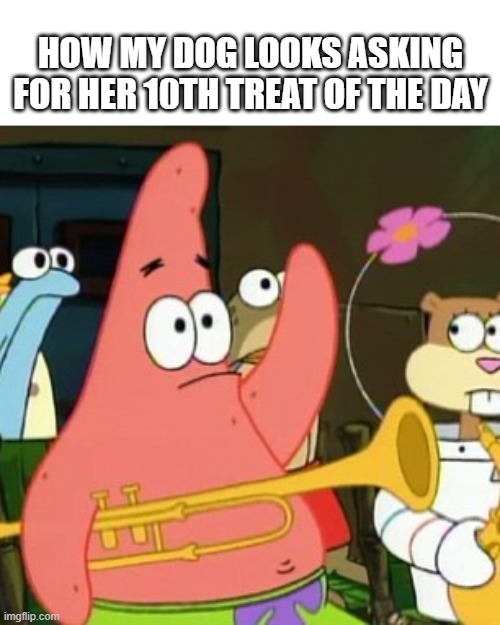 patrick dog treat | HOW MY DOG LOOKS ASKING FOR HER 10TH TREAT OF THE DAY | image tagged in memes,no patrick,dog memes,work,spongebob | made w/ Imgflip meme maker