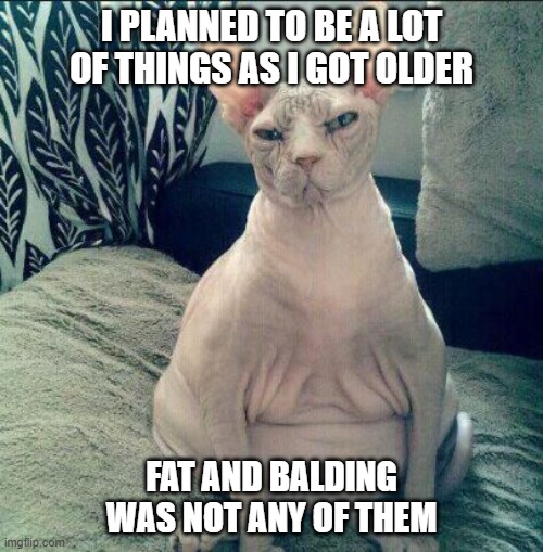 Fat Hairless Cat Sitting | I PLANNED TO BE A LOT OF THINGS AS I GOT OLDER; FAT AND BALDING WAS NOT ANY OF THEM | image tagged in fat hairless cat sitting | made w/ Imgflip meme maker