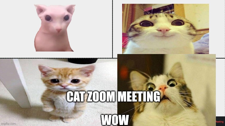Zoom | CAT ZOOM MEETING; WOW | image tagged in zoom | made w/ Imgflip meme maker