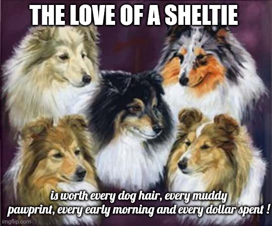 Love of a Sheltie | THE LOVE OF A SHELTIE; is worth every dog hair, every muddy pawprint, every early morning and every dollar spent ! | image tagged in love,sheltie,priceless | made w/ Imgflip meme maker