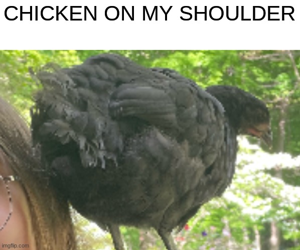 CHICKEN ON MY SHOULDER | image tagged in chicken | made w/ Imgflip meme maker