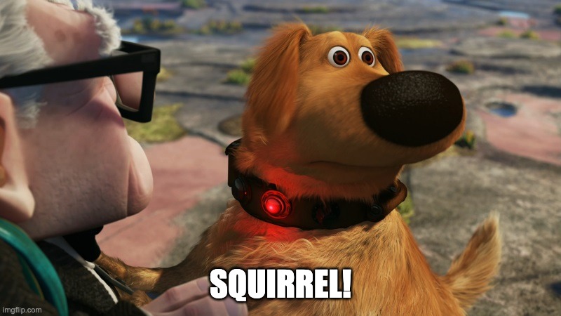 Squirrel | SQUIRREL! | image tagged in up squirrel dog | made w/ Imgflip meme maker
