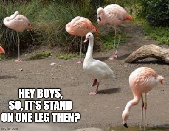 Duckmingo | HEY BOYS, SO, IT'S STAND ON ONE LEG THEN? | image tagged in ducks | made w/ Imgflip meme maker