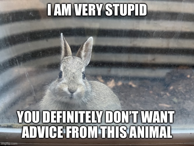 Jackass Jackrabbit Imgflip