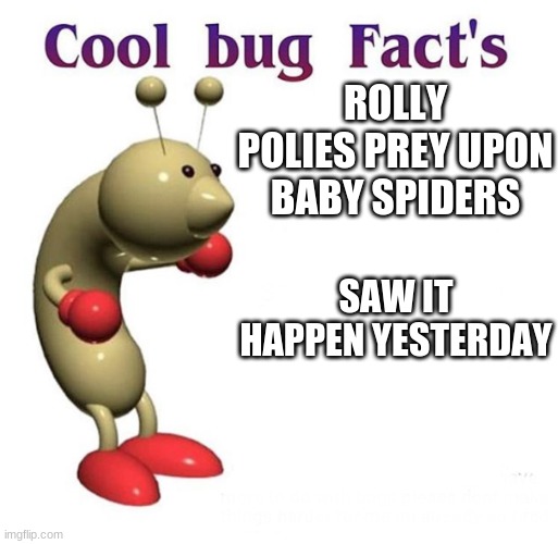 i dont like em anymore | ROLLY POLIES PREY UPON BABY SPIDERS; SAW IT HAPPEN YESTERDAY | image tagged in cool bug facts | made w/ Imgflip meme maker