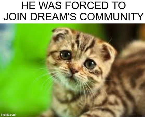 Poor kitten | HE WAS FORCED TO JOIN DREAM'S COMMUNITY | image tagged in sad face | made w/ Imgflip meme maker