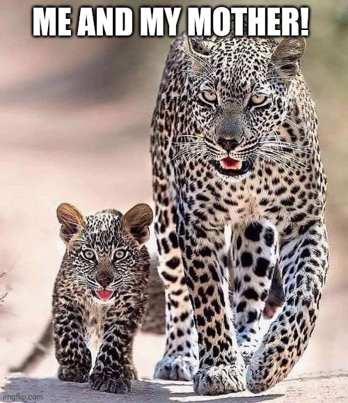 Let s fight | ME AND MY MOTHER! | image tagged in leopard | made w/ Imgflip meme maker