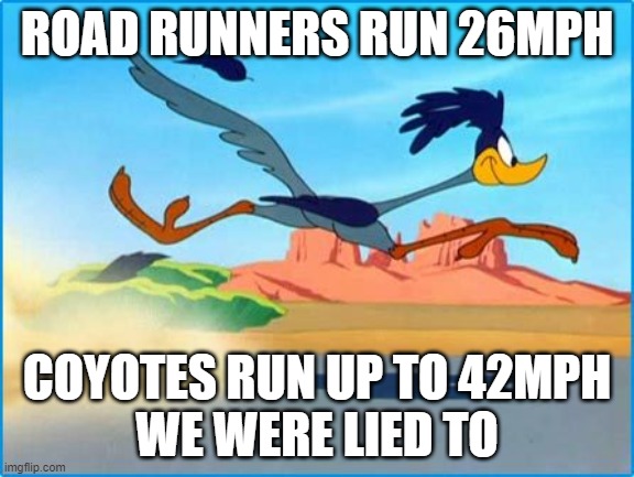 Our life was a lie |  ROAD RUNNERS RUN 26MPH; COYOTES RUN UP TO 42MPH

WE WERE LIED TO | image tagged in road runner,lies,coyote | made w/ Imgflip meme maker