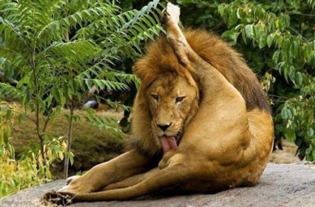 Hehe | image tagged in lion licking balls | made w/ Imgflip meme maker