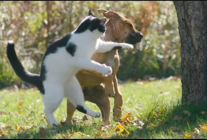 Cat punch dog Blank Meme Template