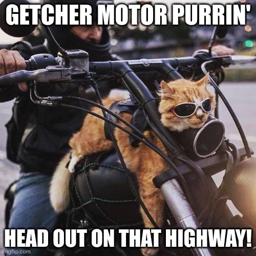 Born to be wild | GETCHER MOTOR PURRIN'; HEAD OUT ON THAT HIGHWAY! | image tagged in funny cats,cats are awesome,cats,lolcats | made w/ Imgflip meme maker