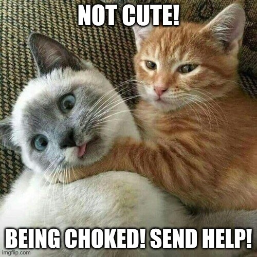 Not Cute! | image tagged in cats,funny cats,lolcats,cute cats | made w/ Imgflip meme maker
