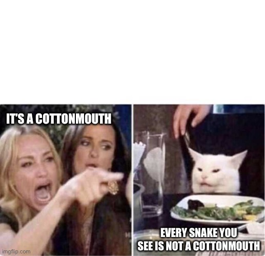 Cottonmouth | IT’S A COTTONMOUTH; EVERY SNAKE YOU SEE IS NOT A COTTONMOUTH | image tagged in real housewives screaming cat | made w/ Imgflip meme maker