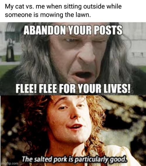 Flee! | image tagged in lotr,lord of the rings,memes,cats,cat | made w/ Imgflip meme maker