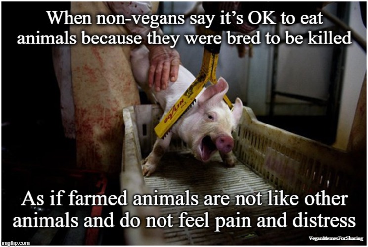 All Animals Feel | image tagged in vegan,vegetarian,bacon,hamburger,ham,chicken | made w/ Imgflip meme maker