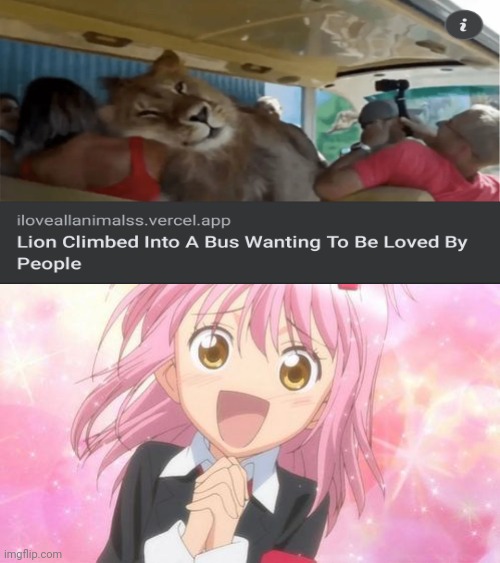 I will hug that Lion too! | image tagged in aww anime girl,lion,cute,wholesome | made w/ Imgflip meme maker