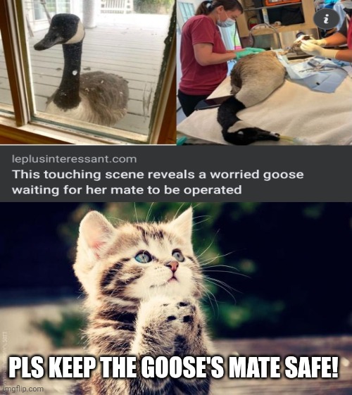 PLS KEEP THE GOOSE'S MATE SAFE! | image tagged in praying cat,goose,wholesome,touching,scene | made w/ Imgflip meme maker