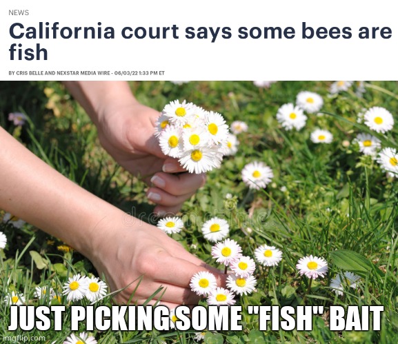 California Bee Fishing | JUST PICKING SOME "FISH" BAIT | image tagged in memes,bees,fish,california,democrats,political meme | made w/ Imgflip meme maker