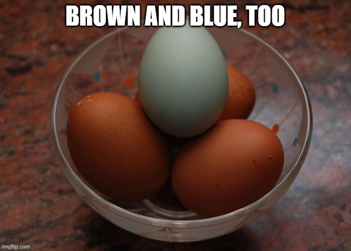 Used in comment | BROWN AND BLUE, TOO | image tagged in blue egg among brown eggs | made w/ Imgflip meme maker
