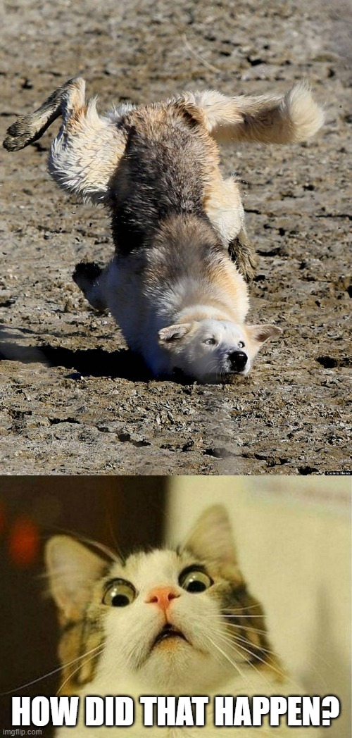 Someone get that dog help if he is still stuck like that | HOW DID THAT HAPPEN? | image tagged in dog stumble,memes,scared cat,worried | made w/ Imgflip meme maker