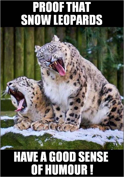 What's Going On Here ? | PROOF THAT SNOW LEOPARDS; HAVE A GOOD SENSE 
OF HUMOUR ! | image tagged in cats,snow leopards,humour | made w/ Imgflip meme maker