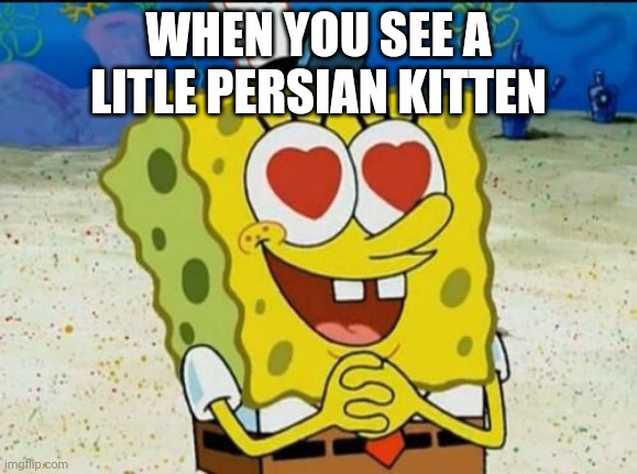 Aw:3 | WHEN YOU SEE A LITLE PERSIAN KITTEN | image tagged in spongebob heart eyes | made w/ Imgflip meme maker