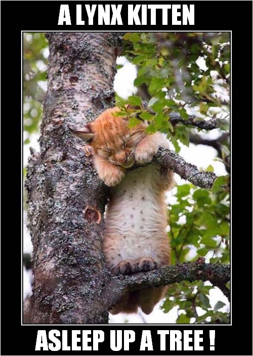 To Make You Smile ! | A LYNX KITTEN; ASLEEP UP A TREE ! | image tagged in cats,smile,lynx,kitten,asleep | made w/ Imgflip meme maker