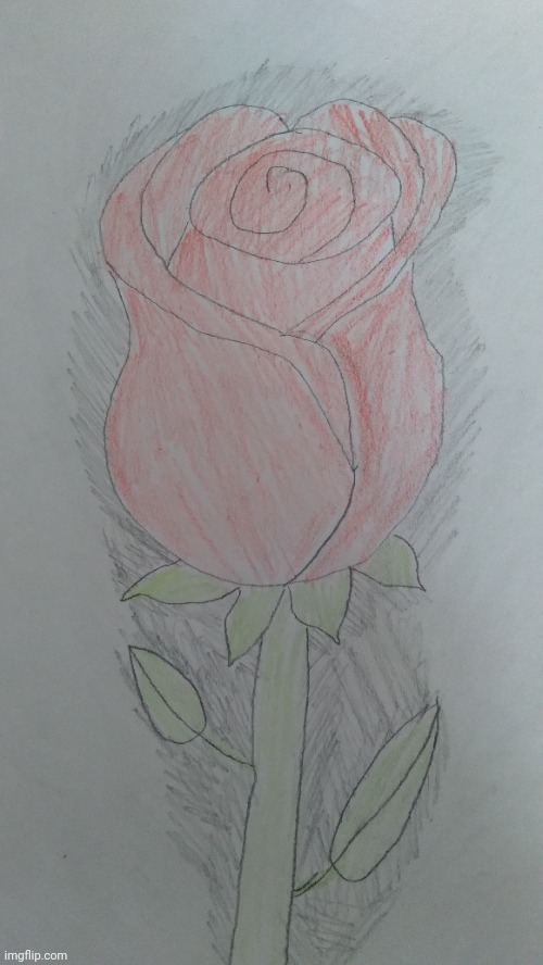 I drew a rose :D (Note from Sinai: So pretty T~T) | made w/ Imgflip meme maker