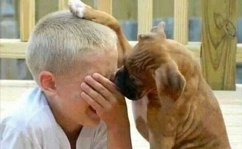 Dog comforts crying kid Blank Meme Template