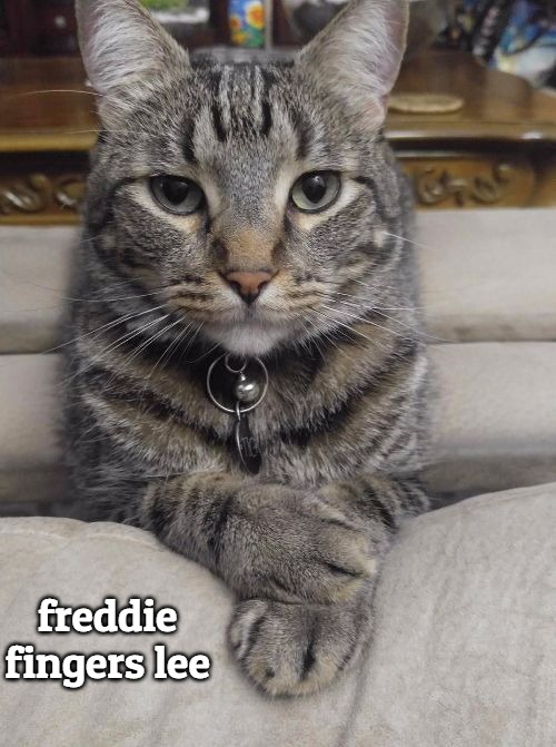 don't care cat | freddie fingers lee | image tagged in don't care cat,freddie fingers lee,freddie fingaz,slavic | made w/ Imgflip meme maker