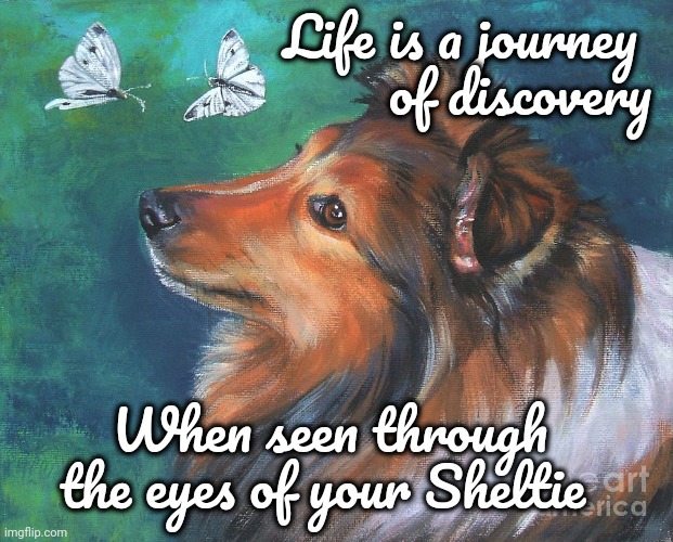 Journey of Discovery |  Life is a journey 
of discovery; When seen through the eyes of your Sheltie | image tagged in shelle,life,discovery,wonder | made w/ Imgflip meme maker