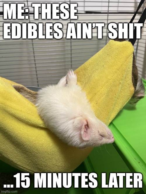 Clyde Ferret | ME: THESE EDIBLES AIN’T SHIT; …15 MINUTES LATER | image tagged in clyde ferret | made w/ Imgflip meme maker